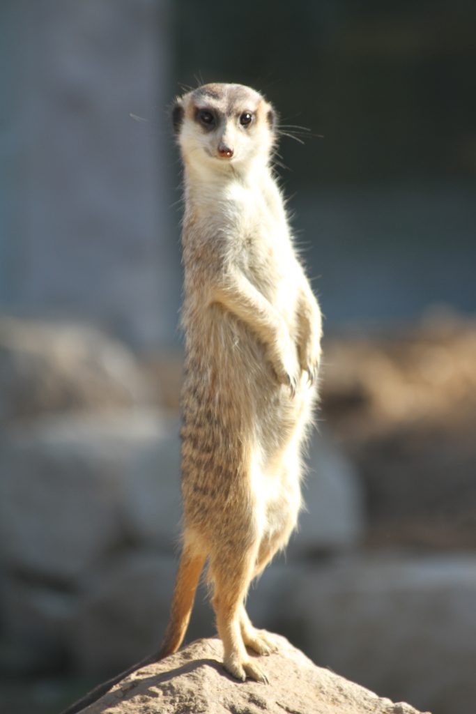 Tierpark Rheinböllen